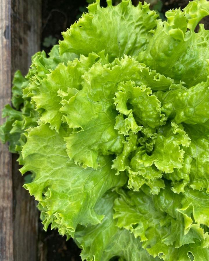 Agriturismo Pepe Rosa Rivoli Veronese 外观 照片